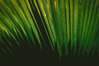 绿色植物的特写摄影
